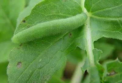 combat pests